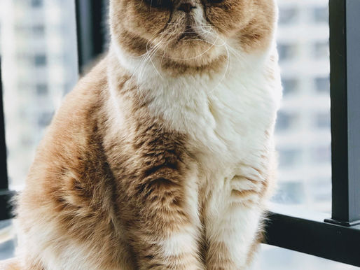 Save the Grumpy People! Save the World. ACIM Lesson 238