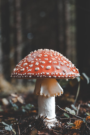 Image by Florian van Duyn