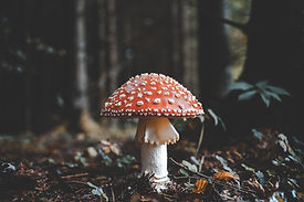 Image by Florian van Duyn