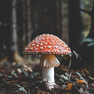 San Francisco Chronicle | Fascinated by Fungi with Dr. Gordon Walker