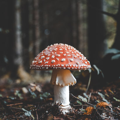 Uso de Psicodélicos em Psiquiatria: Descobrindo Novas Perspectivas Terapêuticas