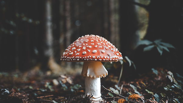 Image by Florian van Duyn