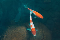 Image by Evan McDougall