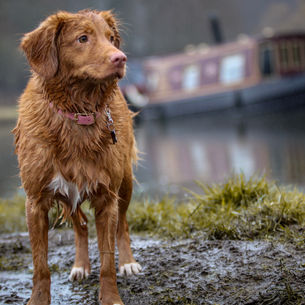 Rain or Shine, walking your Dog has never been this fun!