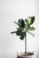Image by Lauren Mancke