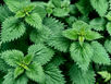 The Power of Nettle for Hair Health and Growth