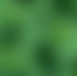 stinging nettle