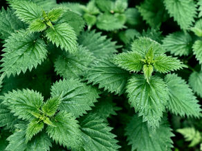 Help Tame Seasonal Allergies with Nettle Tea