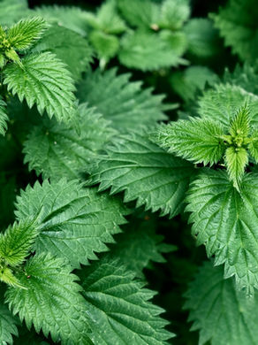Nettle (Urtica dioica): Benefits, Uses, Tea & Plant Guide