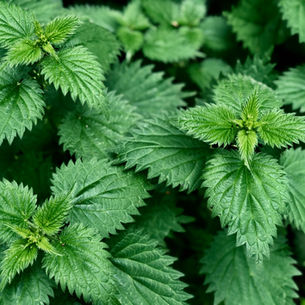 stinging nettle