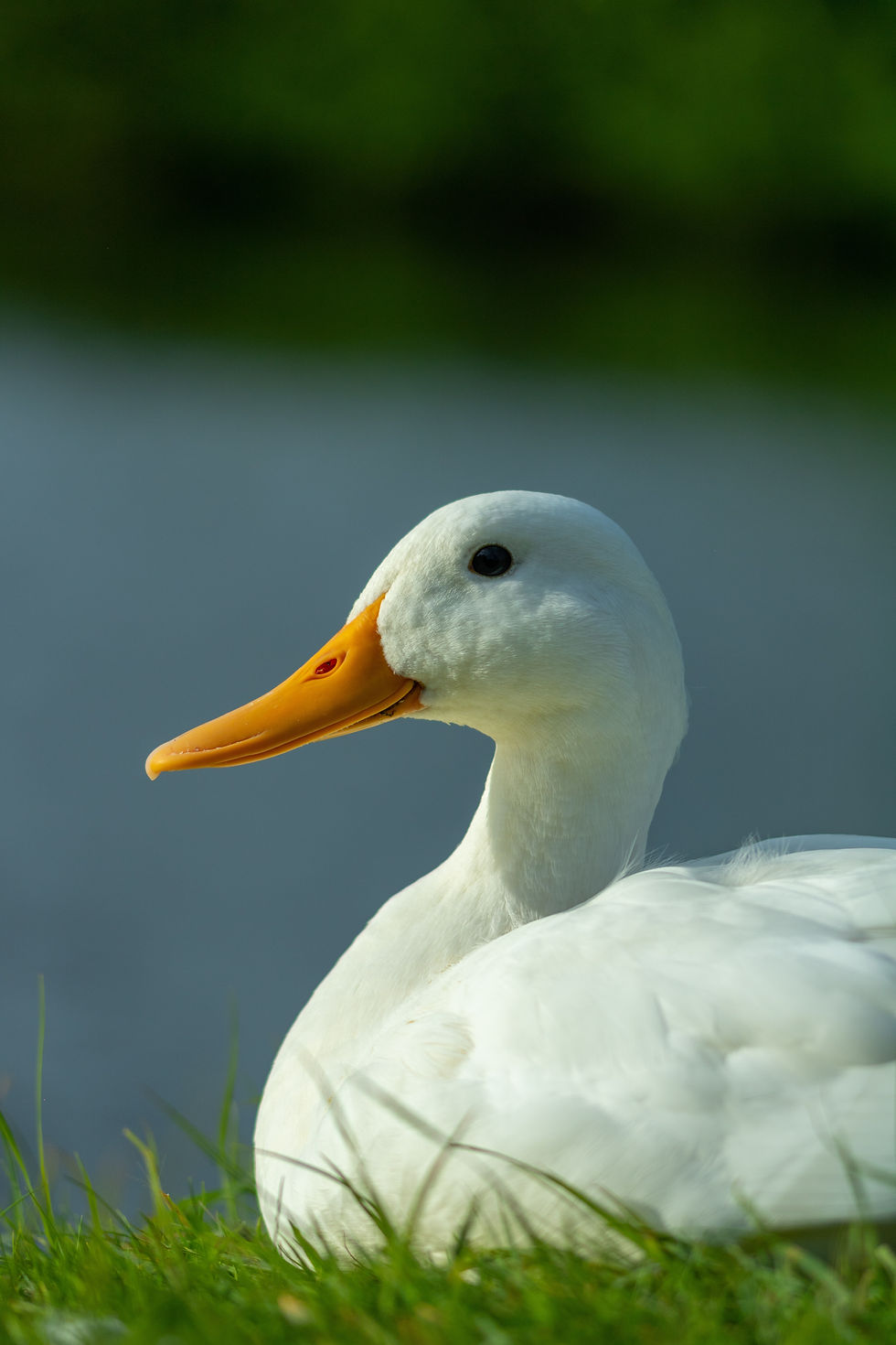 ree