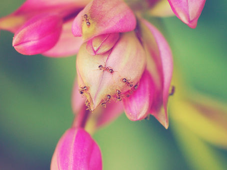 Confronting the Pest: How to Handle an Ant Problem in Your Home