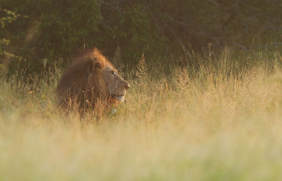 Early Morning Game Drive