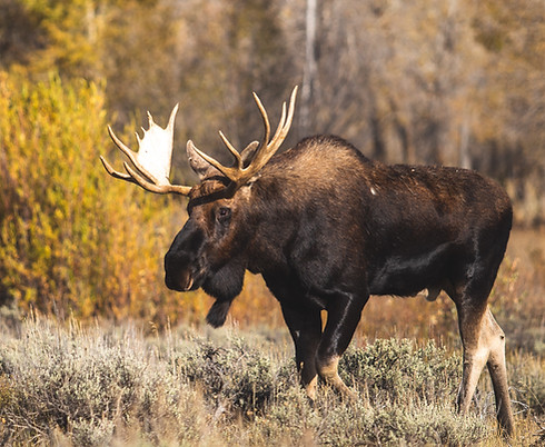 Plihal's Frank Lake Guiding & Outfitting