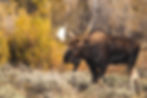 Norway Wildlife: Moose Norway's national animal