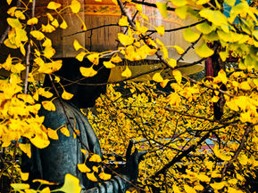 November Reflection: Practicing GratitudeReflecting on Generosity and Appreciation