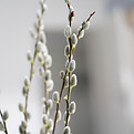 Fiore di Bach Willow