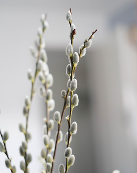 Image by Janine Meuche