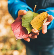 A child's hands with three fall leaves in their hands