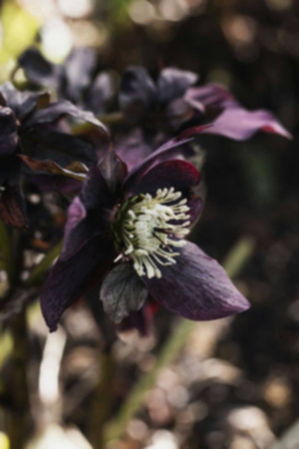 "Dark Purple" Hellebore