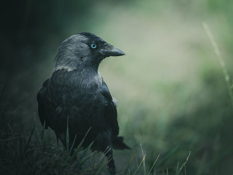 Jackdaw Gifts