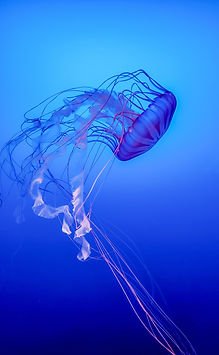 Image de Jeffrey Hamilton