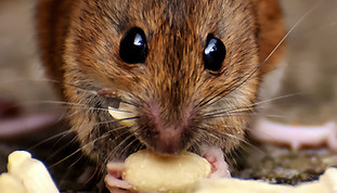 Image d'un rat