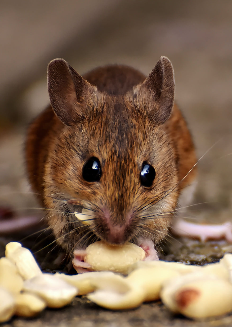 A mouse eating a piece of chees