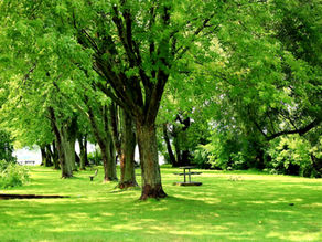 Cost-Effective Solutions for Tree Care Companies: Virtual Receptionists