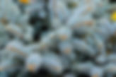blue spruce jewelry