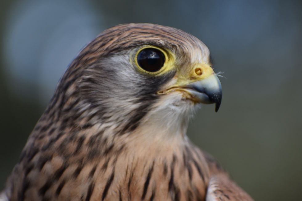 Kopf Turmfalke