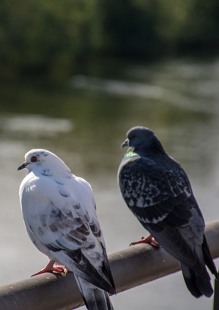 Image by Héctor J. Rivas