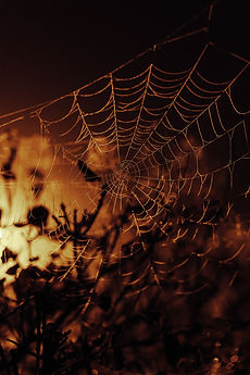 Image by Jonas Jaeken