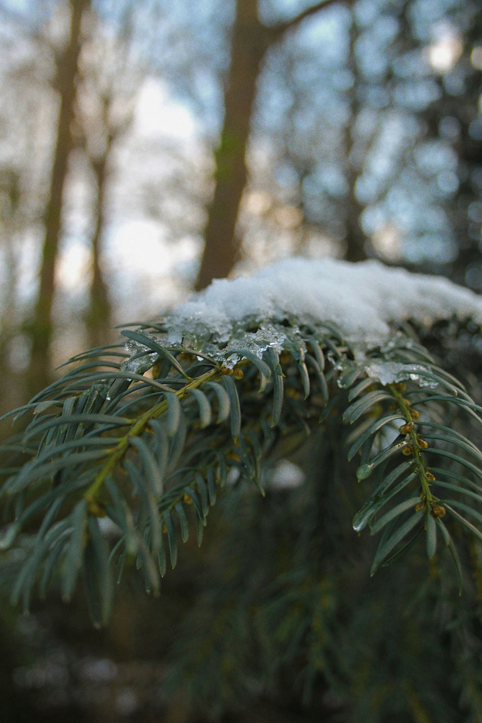 Abies alba (unsplash)