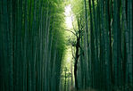 Image by Weichao Deng