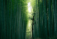 Image by Weichao Deng