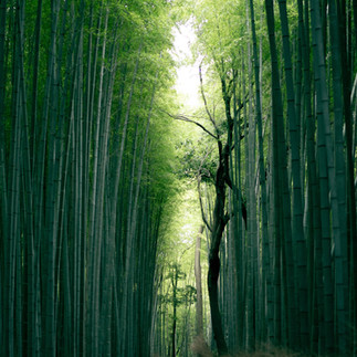 bamboo