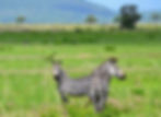 Zebra Roaming in Mikumi National Park, Tanzania