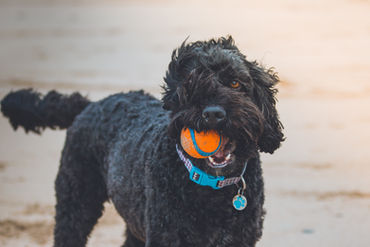 Is the Insurance Company Giving Me a Fair Settlement After a Dog Bite?