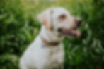 Spay/neuter program