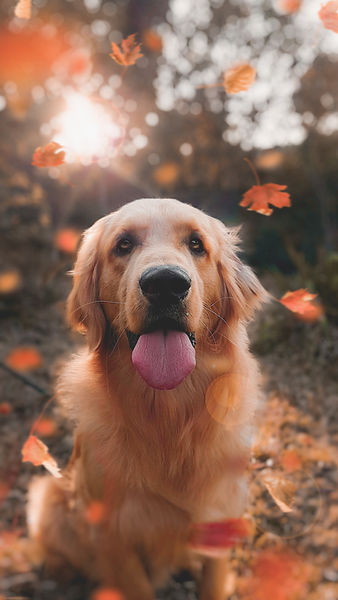 Bild zeigt einen Golden Retriever der mit heraushängender Zunge in der herbstlichen Landschaft sitzt.