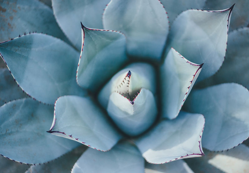 Image by Annie Spratt