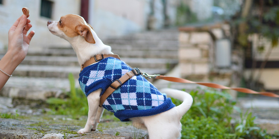 Fashion Pet