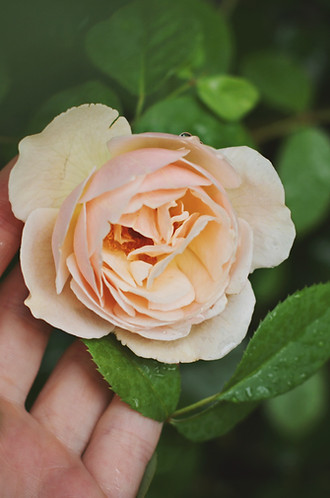 Image by Maja Petric