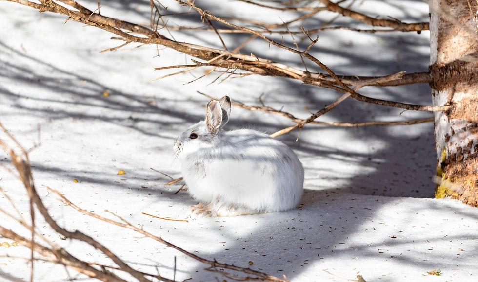 white hare, snowshoe hare in the winter forest