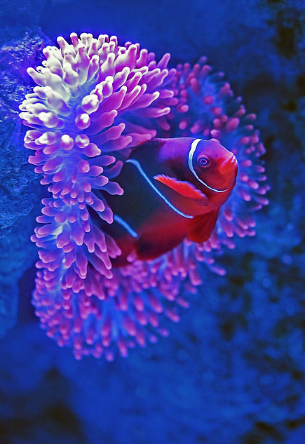 Coral and a fish