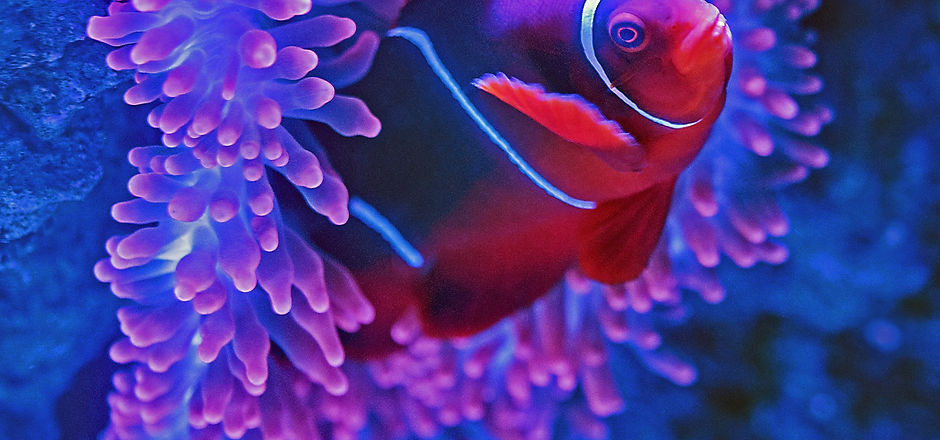 Image by David Clode