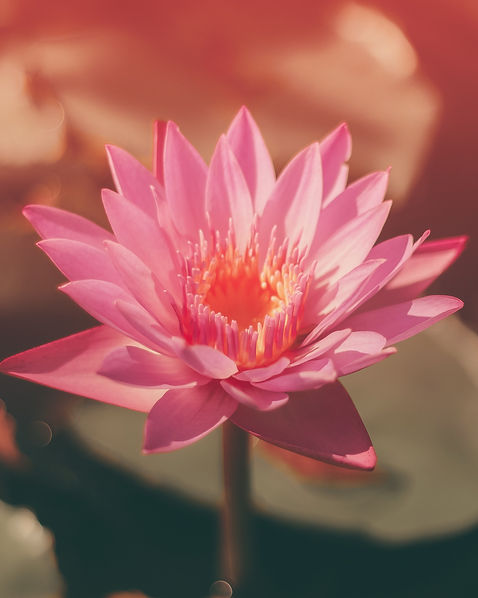 Lotus Flower by Saffu