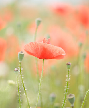 Image by Isabella Kramer