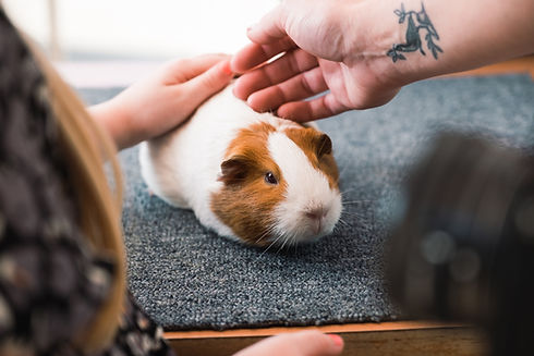 guinea pig exotic pet